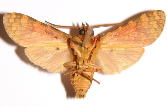 Figura 13.Adulto <i>Baritius maribellealvarezae</i> en posición ventral. 02-SRNP-18037-DHJ94069.