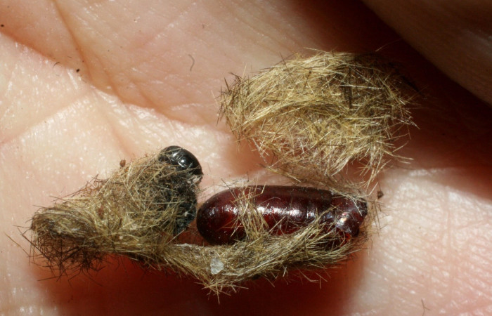 Figura 11. Pupario de <i>Carcelia</i> flavirostrisDHJ07 familia (Tachinidae). 08-SRNP-2363-DHJ453184.