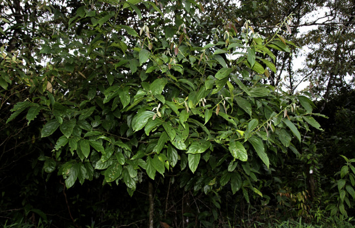 Figura 15. de <i>Nectandra hihua</i> familia (Lauraceae) donde se alimenta la larva <i>Baritius maribellealvarezae</i> foto Pablo Umaña Calderón.
