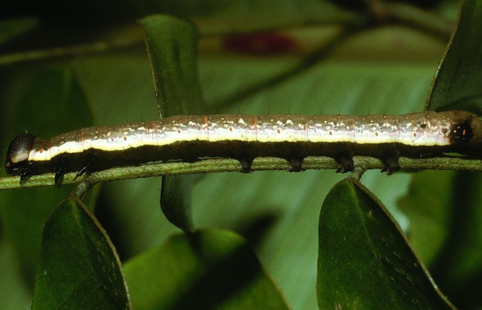 Figura 9. Detalle lateral, <i>Oxidercia</i> Poole02 (Erebidae). (03-SRNP-11916-DHJ76013).