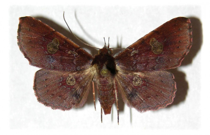 Figura 17. Adulto, <i>Oxidercia thaumantis</i> (Erebidae). (03-SRNP-13792-DHJ314594).