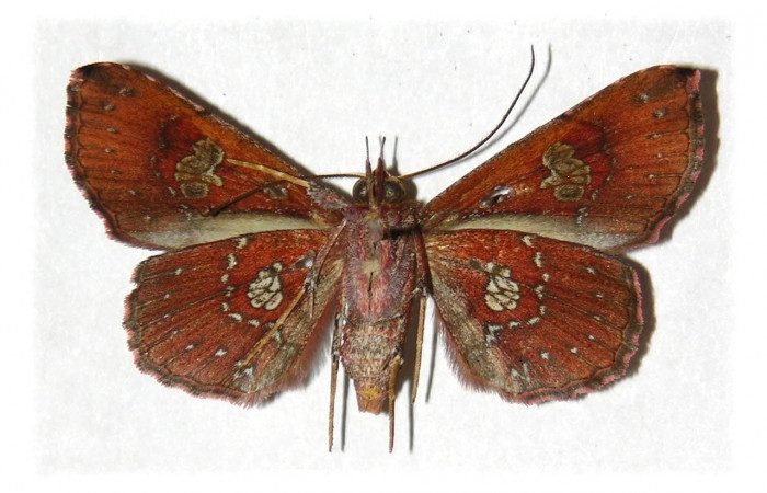 Figura 18. Adulto, <i>Oxidercia thaumantis</i> (Erebidae) (03-SRNP-13792-DHJ314595).
