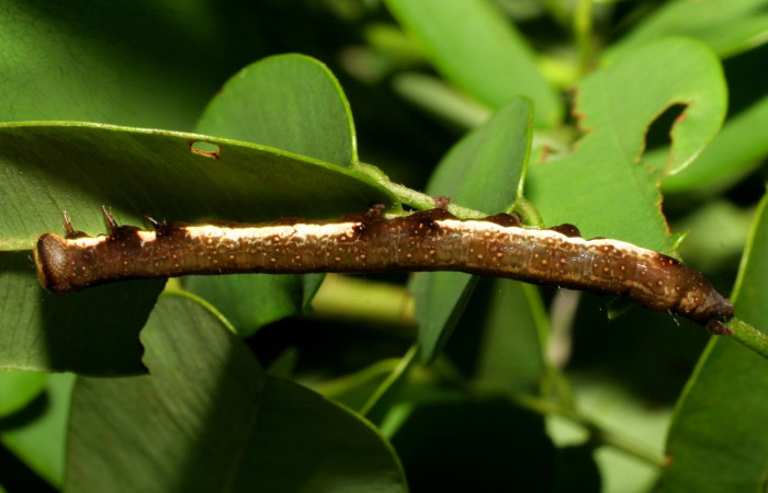 Figura 10. Detalle lateral, <i>Oxidercia thaumantis</i> (Erebidae). (07-SRNP-23604-DHJ429987).