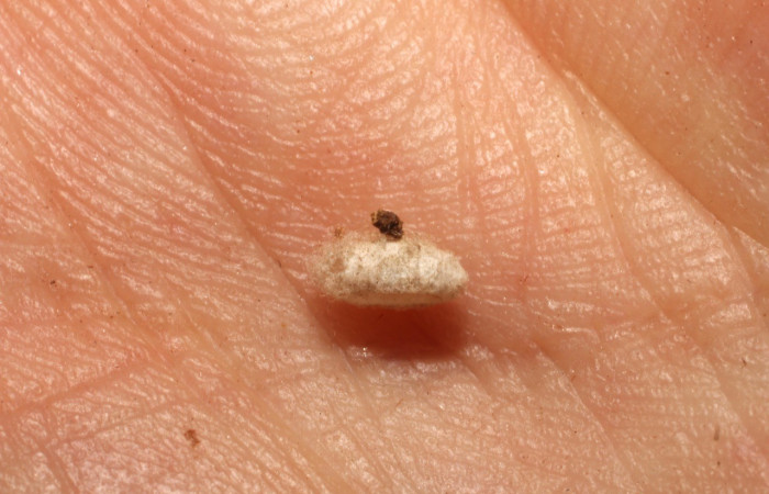 Figura 12. Detalle de parásito, <i>Oxidercia</i> Poole02 (Erebidae). (10-SRNP-32333-DHJ497719).