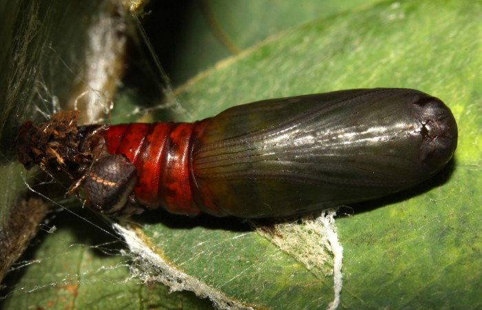 Figura 14. Detalle de pupa, <i>Oxidercia thaumantis</i> (Erebidae). (13-SRNP-31372-DHJ701659).