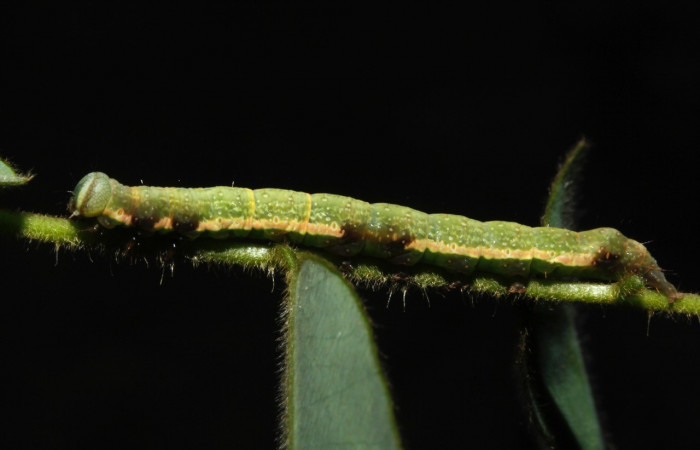 Figura 11. Detalle lateral, <i>Oxidercia</i> Poole02 (Erebidae). (16-SRNP-27781-DHJ730883).