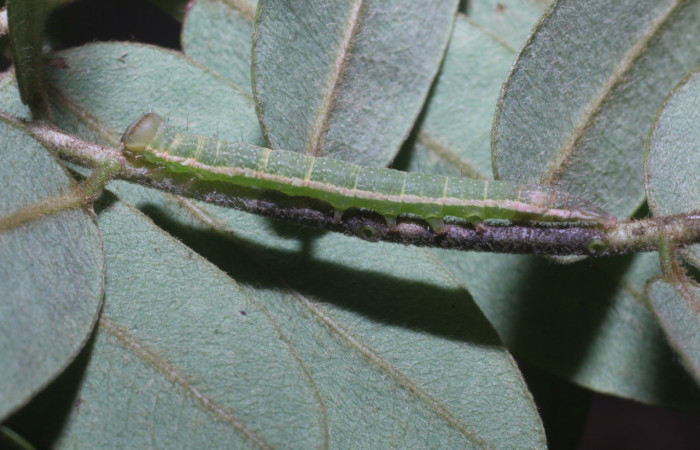 Figura 3. Detalle lateral, <i>Oxidercia</i> Poole02 (Erebidae). (18-SRNP-80474-DHJ715053).