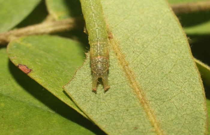 Figura 7. Detalle de extremo (cola), <i>Oxidercia</i> Poole02 (Erebidae). (18-SRNP-80474-DHJ715059).