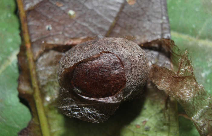 Figura 10. Capullo <i>Prolimacodes badia</i>, (Limacodidae), (15-SRNP-70370-DHJ726999.jpg).