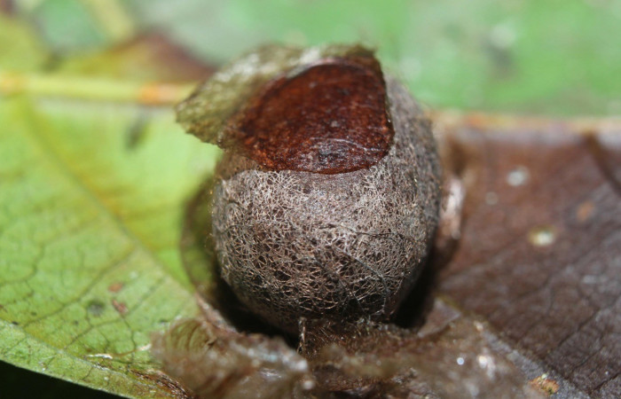 Figura 11. Capullo <i>Prolimacodes badia</i>, (Limacodidae), (15-SRNP-70370-DHJ727000.jpg).