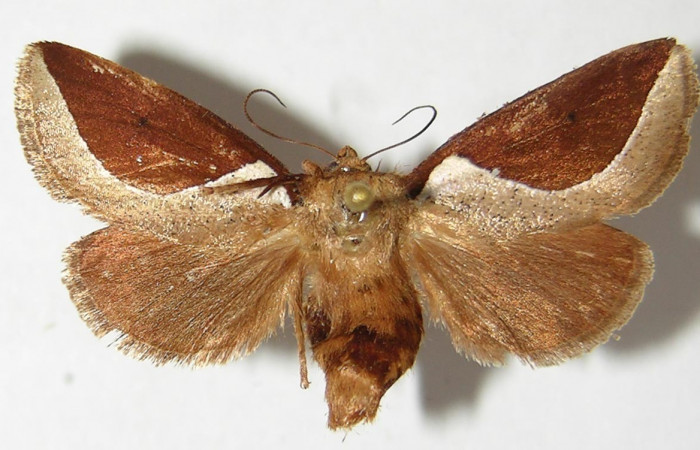 Figura 12. Adulto <i>Prolimacodes badia</i> (Limacodidae), posición vista dorsal. (92-SRNP-4830-DHJ520724).