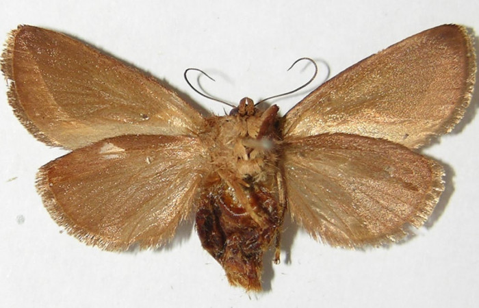 Figura 13. Adulto <i>Prolimacodes badia</i> (Limacodidae), posición vista central. (92-SRNP-4830-DHJ520725).