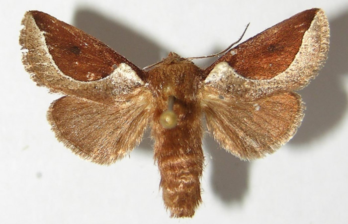 Figura 16. Adulto <i>Prolimacodes badia</i> (Limacodidae), posición vista dorsal. (94-SRNP-5468-DHJ520722).