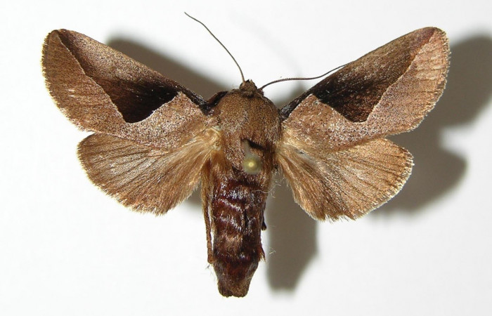 Figura 17. Adulto <i>Prolimacodes montanus</i> (Limacodidae), posición vista dorsal. (05-SRNP-3278-DHJ337358).