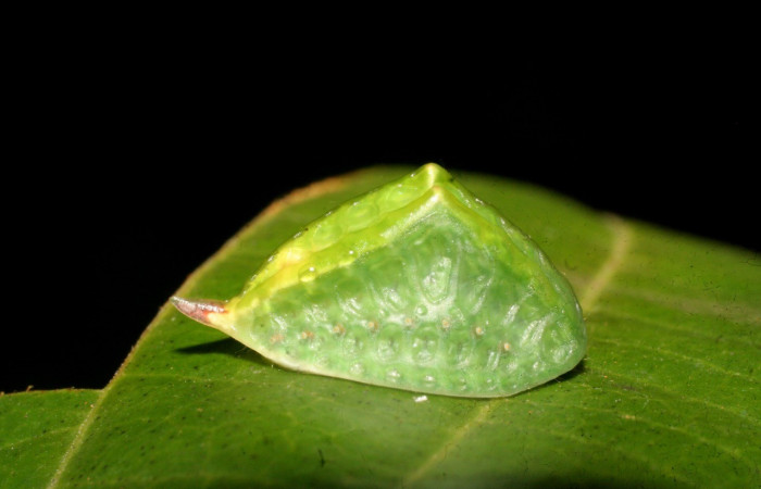 Figura 2. Lateral entero <i>Prolimacodes badia</i>, (Limacodidae), en la planta <i>Uncaria tomentosa</i> (Rubiaceae). Sector Rincon Rain Forest, Estación Llanura (elevación 135 metros). Colectada 25 mayo 2009. (09-SRNP-44326-DHJ459712.jpg).