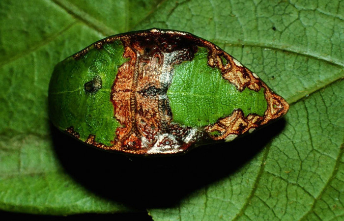 Figura 3. Dorsal entero <i>Prolimacodes badia</i>, (Limacodidae), en la planta <i>Inga vera</i> (Fabaceae). Sector Santa Rosa, Quebrada Puercos (elevación 155 metros). Colectada 17 julio 1999. (99-SRNP-10553-DHJ51617.jpg).