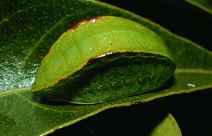 Figura 6. Lateral entero <i>Prolimacodes badia</i>, (Limacodidae), en la planta <i>Inga vera</i> (Fabaceae). Sector Cacao, Estacion Conguera (elevación 570 metros). Colectada 12 julio 1995. (95-SRNP-6730-DHJ24071.jpg).