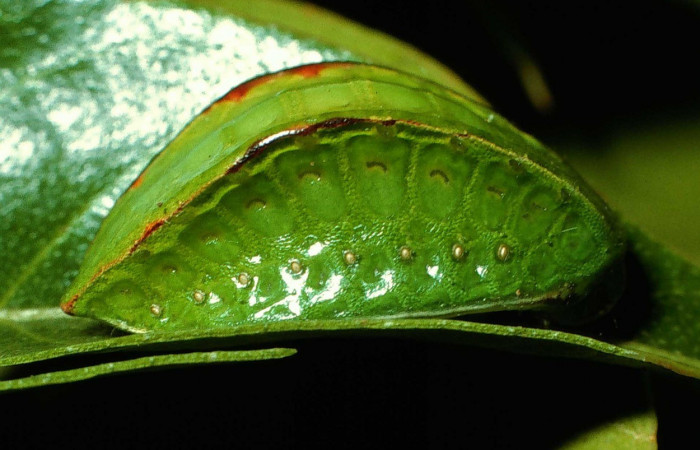 Figura 7. Lateral entero <i>Prolimacodes badia</i>, (Limacodidae), en la planta <i>Inga vera</i> (Fabaceae). Sector Cacao, Estacion Conguera (elevación 570 metros). Colectada 12 julio 1995. (95-SRNP-6730-DHJ24071.jpg).