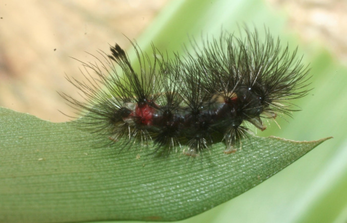  Cola en posición lateral de <i>Euagra delectans</i> (Erebidae), U estadio. Sector Rincon Rain Forest, Sendero Anonas. Voucher 09-SRNP-41238-DHJ459502.jpg.
