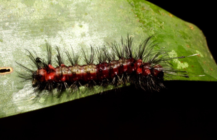  Larva en posición lateral de <i>Euagra delectans</i> (Erebidae), U estadio. Sector Pitilla, Sendero Mismo. Voucher
10-SRNP-31289-DHJ471875.jpg.