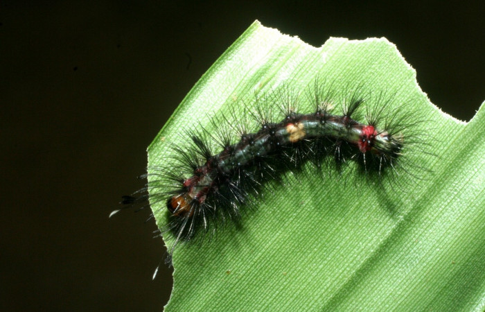  Larva en posición dorsal de <i>Euagra delectans</i> (Erebidae), U estadio. Sector Rincon Rain Forest, Sendero Anonas. Voucher 09-SRNP-41238-DHJ459497.jpg.
