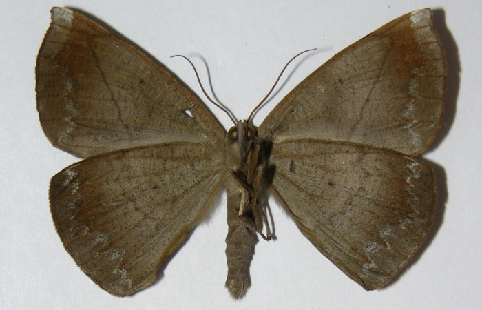 Figura 2. Adulto de <i>Oxydia apidania clarata</i> (macho), vista ventral. (04-SRNP-2657-DHJ326153).