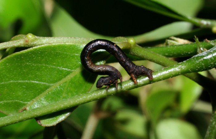 Figura 7. Larva <i>Oxydia apidania clarata</i>
, Geometridae, vista lateral. (07-SRNP-47487-DHJ447531).