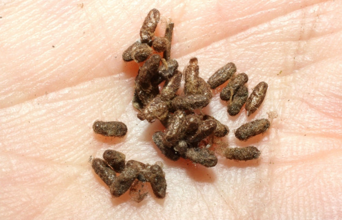 Figura 15. Capullos de la familia Braconidae, <i>Glyptapanteles daveschindeli</i>, parásito que ataca a la larva <i>Oxydia apidania clarata</i>. (08-SRNP-45004-DHJ462537). 
