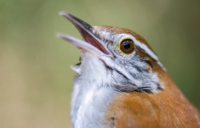 Sector Santa Rosa, 2018, Fotografías: Dale Morris