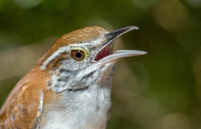 Sector Santa Rosa, 2018, Fotografías: Dale Morris