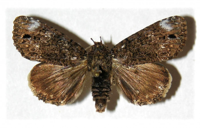 Fig. 9. Vista dorsal, adulto de <i>Cropia connecta</i> (Noctuidae). Area de Conservación Guanacaste, Sector Del Oro, Sendero Puertas. (05-SRNP-22022-DHJ314834).
