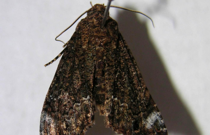 Fig. 12. Vista dorsal de adulto, <i>Cropia connecta</i> (Noctuidae). Area de Conservación Guanacaste, Sector Murcielago, Camino Bahía Hachal. (06-SRNP-16380-DHJ364587).