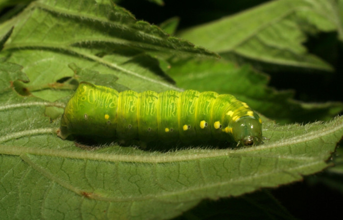 Fig. 3. <i>Cropia hadenoides</i> (Noctuidae), prepupa. Area de Conservación Guanacaste, Sector Pitilla, Pasmompa, elevación 440 m.s.n.m. (06-SRNP-33770-DHJ416351.jpg).
