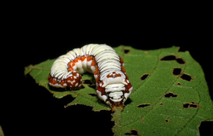 Fig. 4. <i>Cropia cedica</i> (Noctuidae), larva último estadio. Area de Conservación Guanacaste, Sector San Cristóbal, Tajo Angeles, 540 m.s.n.m. (08-SRNP-6029-DHJ445032.jpg).