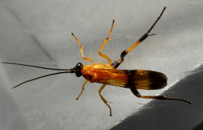Fig. 17. Adulto de <i>Zelomorpha terryerwin</i>i de la familia (Braconidae), subfamilia (Agathidinae), avispa parasitadora de <i>Cropia connecta</i> (Noctuidae). Area de Conservación Guanacaste, Sector Santa Rosa, Area Administrativa. (10-SRNP-12946-DHJ471356.jpg).