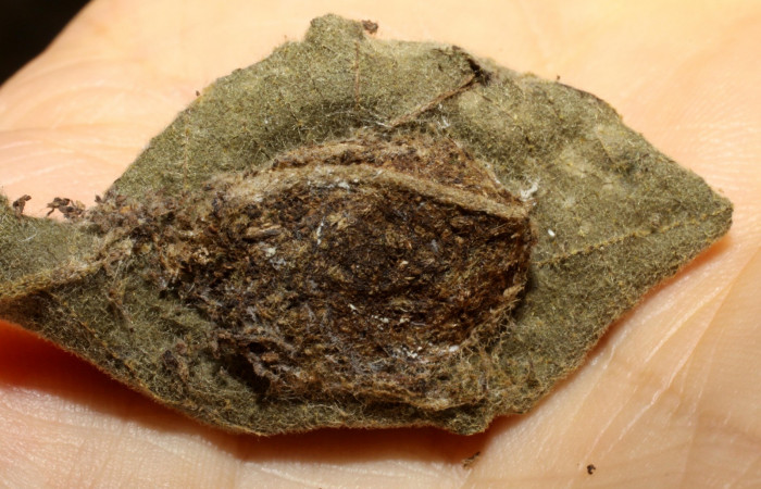 Fig.15 Capullo de <i>Cropia connecta</i> (Noctuidae), parásitado por, <i>Zelomorpha terryerwini</i> (Braconidae). Area de Conservación Guanacaste, Sector Santa Rosa, Area Administrativa. (10-SRNP-12947-DHJ471371.jpg).