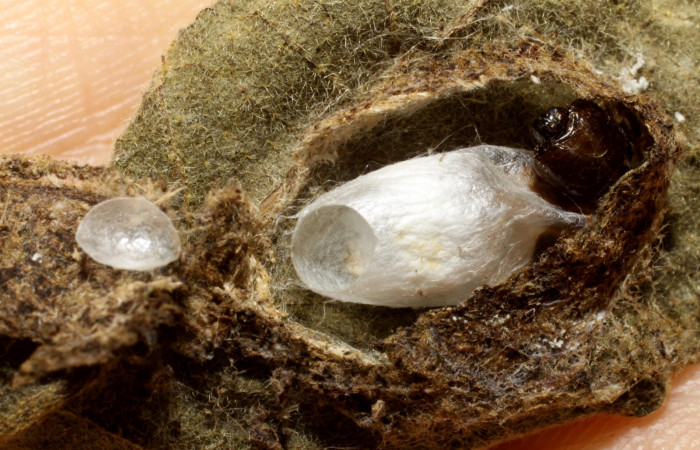 Fig. 16. Capullo ya eclosionado de <i>Zelomorpha terryerwini</i> (Braconidae), dentro de capullo de <i>Cropia connecta</i> (Noctuidae). Area de Conservación Guanacaste, Sector Santa Rosa, Area Administrativa. (10-SRNP-12947-DHJ471374.jpg).