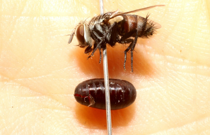 Fig. 13. <i>Lespesia</i> posticaDHJ06 (Tachinidae), parásito que salió de <i>Cropia connecta</i> (Noctuidae), parásito que salió cuando la larva se encontraba en su estadio de prepupa. Area de Conservación Guanacaste, Sector Santa Rosa, Cafetal. (10-SRNP-12970-DHJ475159.jpg).