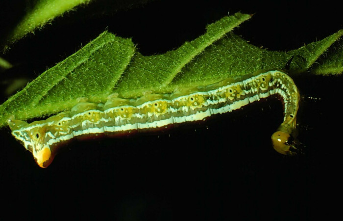 Fig. 6. <i>Corpia connecta</i> (Noctuidae), larva último estadio. Area de Conservación Guanacaste, Sector Santa Rosa, Casona Santa Rosa, 295 m.s.n.m. (78-SRNP-38-DHJ79.jpg).