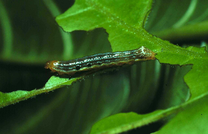 Fig. 7. <i>Corpia connecta</i> (Noctuidae), larva último estadio. Area de Conservación Guanacaste, Sector Santa Rosa, Bosque Húmedo, 290 m.s.n.m. (81-SRNP-84-DHJ1766.jpg).