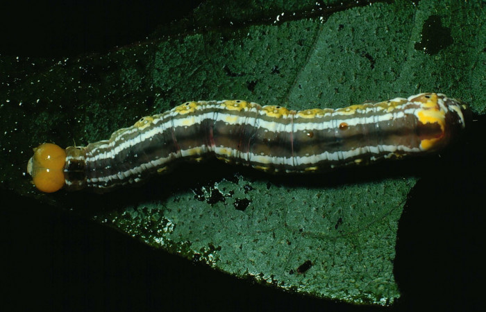 Fig. 8. <i>Cropia connecta</i> (Noctuidae). Area de Conservación Guanacaste, Sector Santa Rosa, Corta Fuegos Naranjo. (82-SRNP-282.2-DHJ4015.jpg).