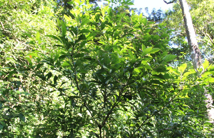 Fig. 19. Copa de <i>Cordia alliodora</i> (Cordiaceae), planta hospedera de <i>Cropia connecta</i> (Noctuidae). Foto Parataxónoma Dunia García Nov/26/2018, Area de Conservación Guanacaste, Sector Cacao, Rancho Harold.
