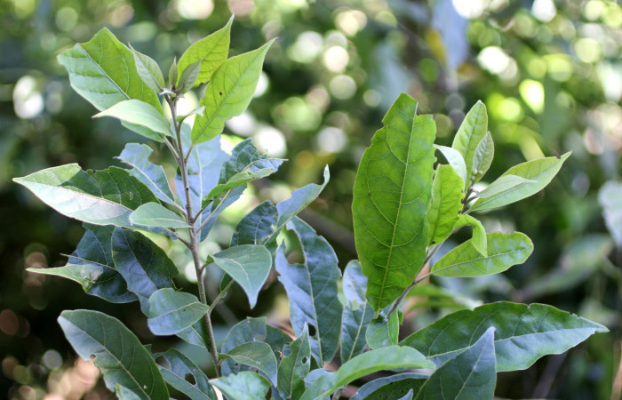 Fig. 20. Hojas <i>Cordia alliodora</i> (Cordiaceae), planta hospedera de <i>Cropia connecta </i>(Noctuidae). Foto Parataxónoma Dunia García Nov/26/2018, Area de Conservación Guanacaste, Sector Cacao, Rancho Harold.