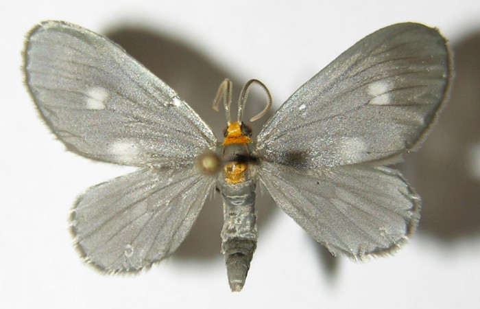 Figura 10. Adulto hembra de <i>Nephodia</i> Janzen18 (Geometridae), vista dorsal. Voucher 03-SRNP-6406-DHJ325222.jpg.