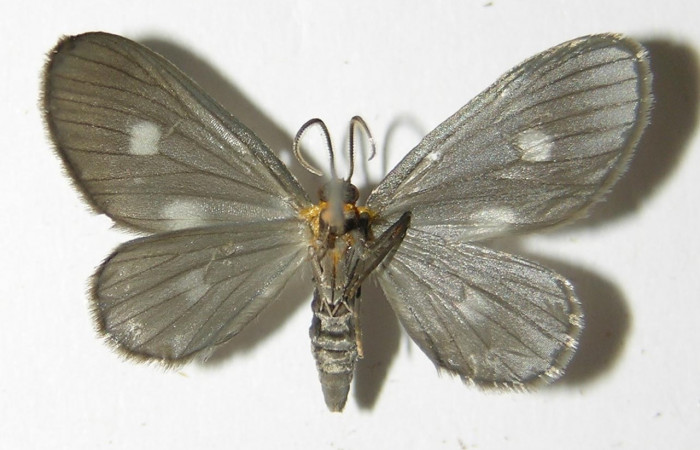 Figura 11. Adulto hembra de <i>Nephodia</i> Janzen18 (Geometridae), vista ventral. Voucher 03-SRNP-6406-DHJ325223.jpg.