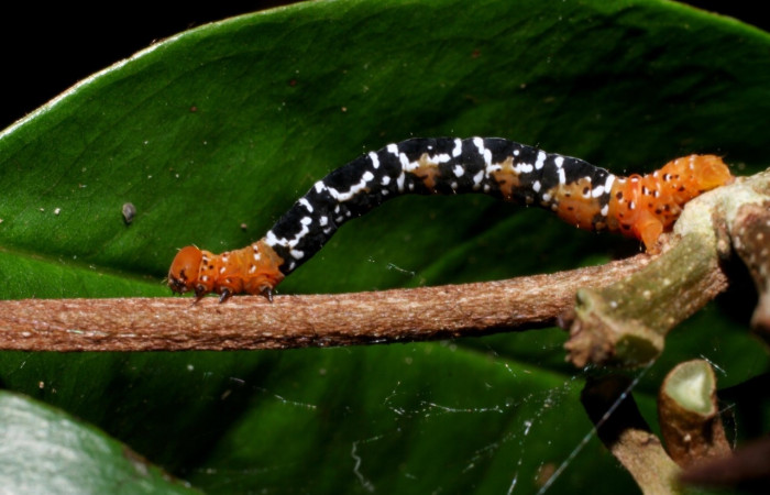 Figura 2. <i>Nephodia</i> Janzen18 (Geometridae) vista lateral, último estadio. La Perla Estación Santa María. Voucher 09-SRNP-55647-DHJ459940.jpg.