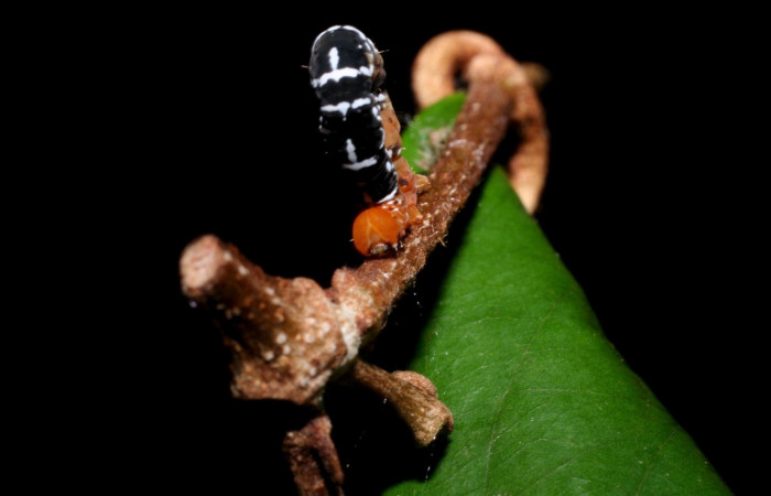 Figura 3. <i>Nephodia</i> Janzen18 (Geometridae) vista frontal, último estadio. La Perla, Estación Santa María. Voucher 09-SRNP-55647-DHJ459945.jpg.