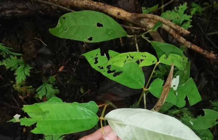 Figura 12. Planta <i>Heteropterys obovata</i> (Malpighiaceae) en Bosque Transición; hospedera de <i>Nephodia</i> Janzen18 (Geometridae). Foto Gloria Sihezar. Setiembre 2022.