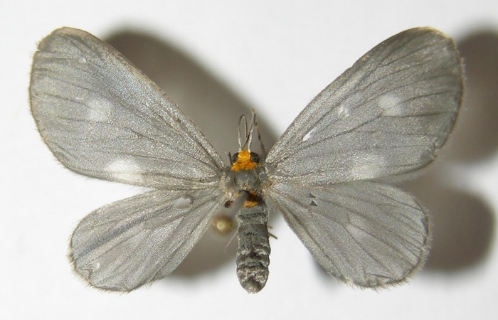 Figura 8. Adulto hembra de <i>Nephodia</i> Janzen18 (Geometridae), vista dorsal. Voucher 03-SRNP-6207-DHJ325224.jpg