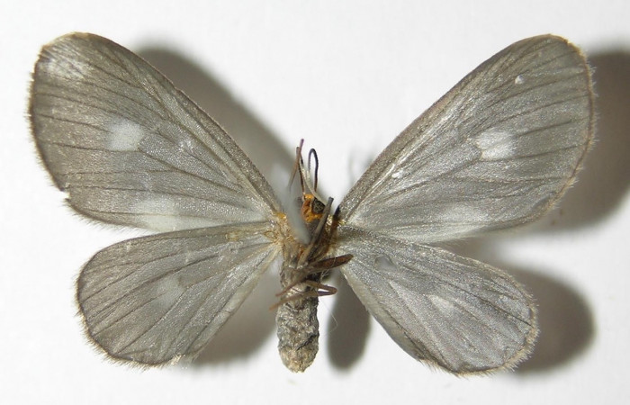 Figura 9. Adulto hembra de <i>Nephodia</i> Janzen18 (Geometridae), vista ventrall. Voucher 03-SRNP-6207-DHJ325225.jpg